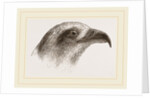 Honey-Buzzard by Anonymous