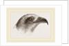 Honey-Buzzard by Anonymous