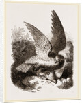 Buzzard by Anonymous