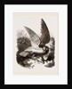 Buzzard by Anonymous