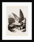Buzzard by Anonymous