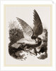 Buzzard by Anonymous