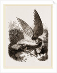 Buzzard by Anonymous