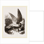 Buzzard by Anonymous