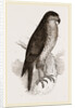 Goshawk by Anonymous