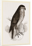 Goshawk by Anonymous