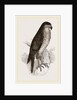 Goshawk by Anonymous