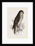 Goshawk by Anonymous