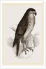 Goshawk by Anonymous