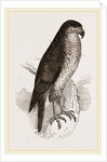 Goshawk by Anonymous