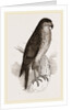 Goshawk by Anonymous