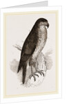 Goshawk by Anonymous