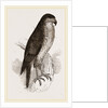 Goshawk by Anonymous