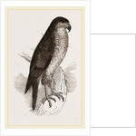 Goshawk by Anonymous