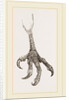Foot of Laughing Hawk by Anonymous