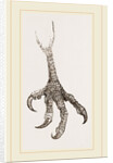 Foot of Laughing Hawk by Anonymous