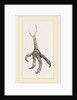 Foot of Laughing Hawk by Anonymous