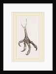 Foot of Laughing Hawk by Anonymous