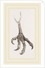 Foot of Laughing Hawk by Anonymous