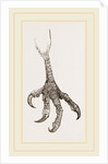 Foot of Laughing Hawk by Anonymous