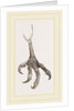 Foot of Laughing Hawk by Anonymous
