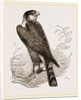 Sparrow-Hawk by Anonymous