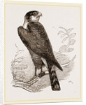 Sparrow-Hawk by Anonymous