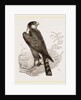 Sparrow-Hawk by Anonymous