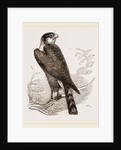 Sparrow-Hawk by Anonymous