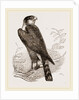 Sparrow-Hawk by Anonymous