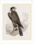 Sparrow-Hawk by Anonymous