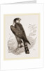 Sparrow-Hawk by Anonymous