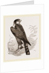 Sparrow-Hawk by Anonymous