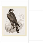 Sparrow-Hawk by Anonymous