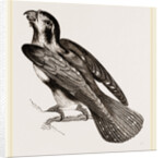 Bengal Falcon by Anonymous