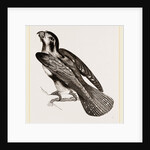 Bengal Falcon by Anonymous