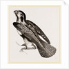 Bengal Falcon by Anonymous