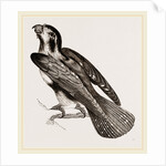 Bengal Falcon by Anonymous