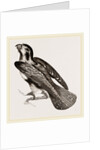 Bengal Falcon by Anonymous