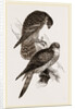 Merlins by Anonymous