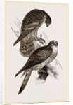 Merlins by Anonymous