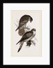 Merlins by Anonymous