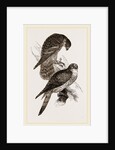 Merlins by Anonymous