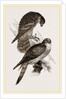 Merlins by Anonymous