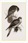 Merlins by Anonymous