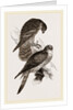 Merlins by Anonymous