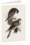 Merlins by Anonymous