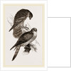 Merlins by Anonymous