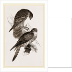 Merlins by Anonymous