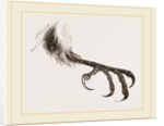 Foot of Bengal by Anonymous
